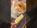 g suka es krim dia