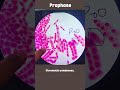 Mitosis Stages In onion root tip cells