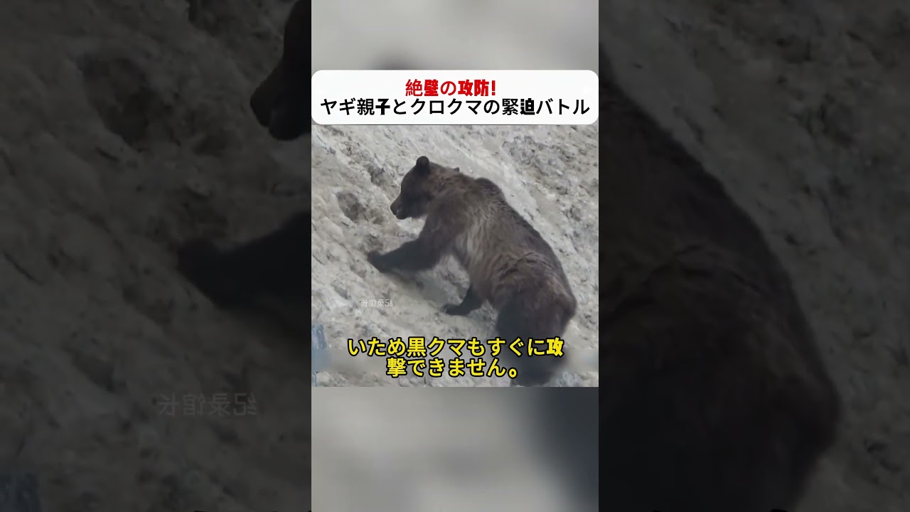 「絶壁の攻防！ヤギ親子とクロクマの緊迫バトル」 → #野生動物 #クロクマ #ヤギ #自然ドキュメンタリー #サバイバル