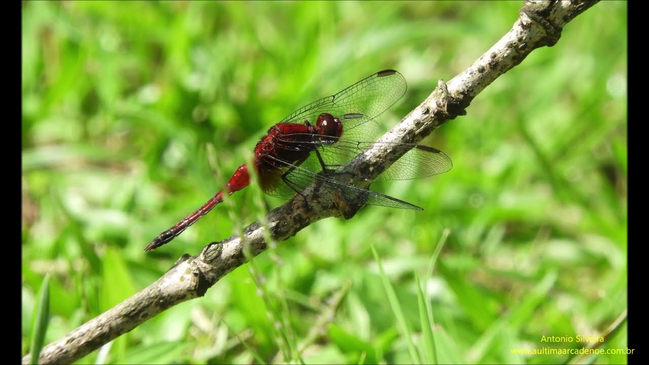 Brazilian dragonfly  by Antonio Silveira.