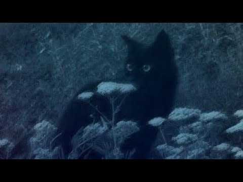 اوفرلايز غمضت عيني بدون موسيقى 