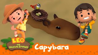 Capybara | JUNGLE FIRE! Get Them to Safety, Leo! | Friendly Animals | Leo the Wildlife Ranger | Kids