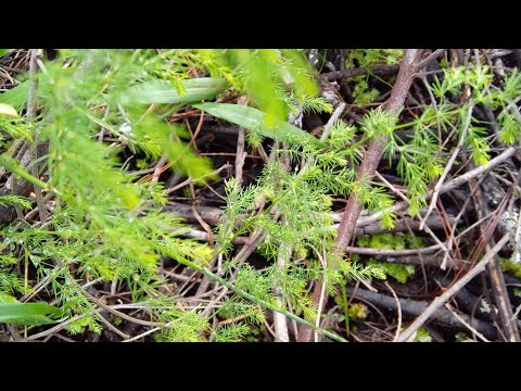 Dawa Ya Kutibu Tatizo La Sikio Kutoa Usaha Na Kupiga Kelele Dr Fungilwa 255629648201 NJOMBE MJINI