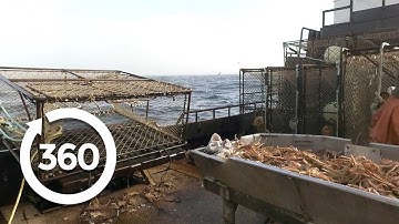 Sorting Crabs (360 Video)