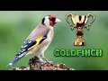 The BEST Goldfinch 12h Training Song !!!