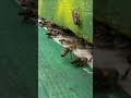 Bienen tragen Pollen ein/ frische Nahrung für ihre Aufzucht / Konfetti Party im Bienenstock