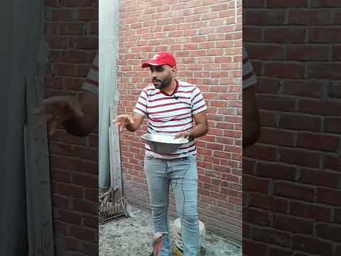 ازاى اخلى الرومى يرقد طيور