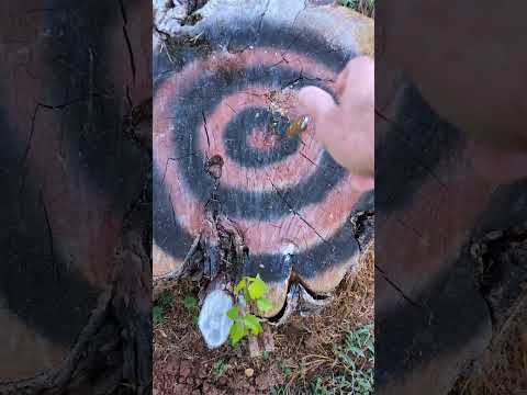 Knife vs Stump over and over without issue.  
