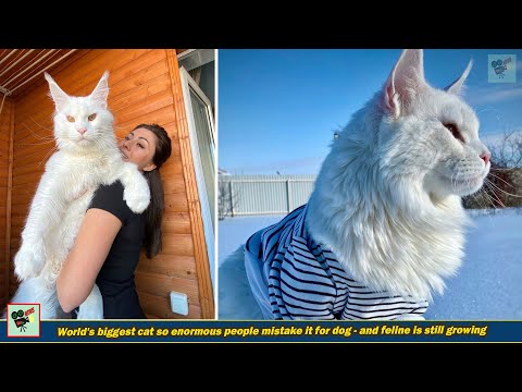 World's biggest cat so enormous people mistake it for dog - and feline is still growing, World News