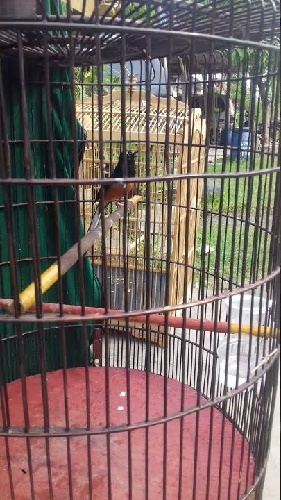 Blorok di wajah