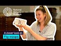 Natural History Museum: Fig Wasps and More
