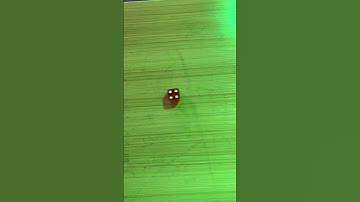 Daily Dice Roll 12 #shorts