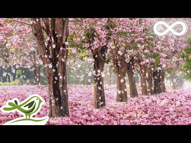 10 Hours of Relaxing Music • Sleep Music, Soft Piano Music u0026 Healing Music by Soothing Relaxation class=