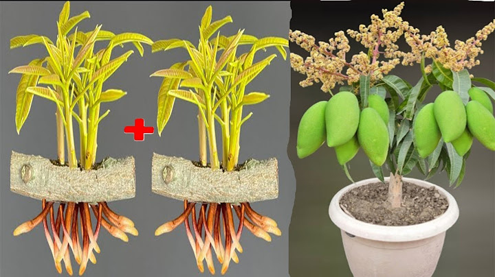 SYNTHESIS OF SUPER UNIQUE TECHNIQUES, propagating mango trees in super simple ways