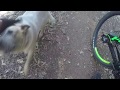 MTB Cloverdale - Spot's first Downhill MTB Cloverdale - Spot's first Downhill
