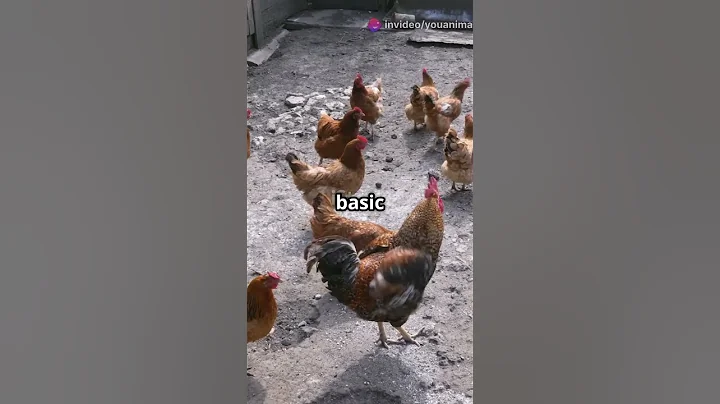 Why Chickens Are Way Smarter Than You Think #animalshorts #facts #animalfacts
