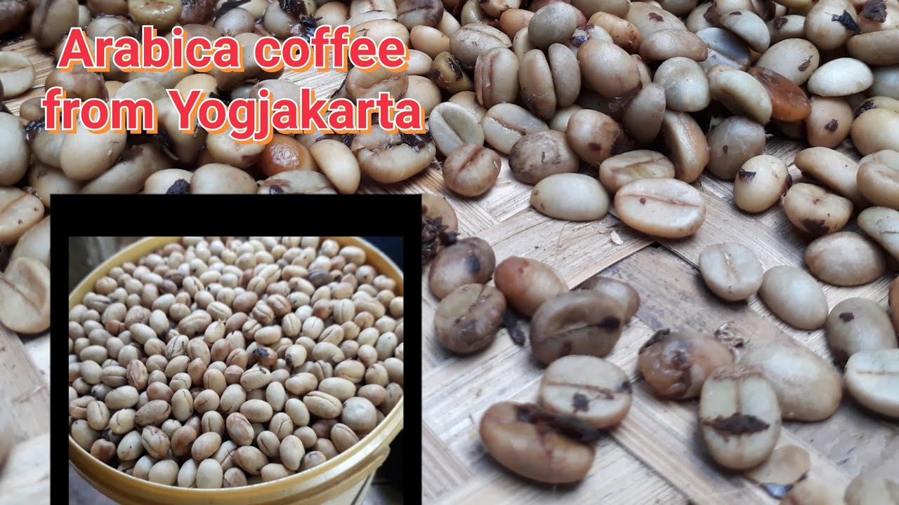 Proses tradisional fermentasi dan pembuatan kopi arabika dari