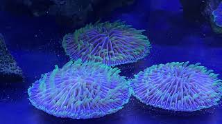 Ph up 8.3 coral polyp extension by EconomicalReefer 257 views 3 years ago 1 minute, 48 seconds