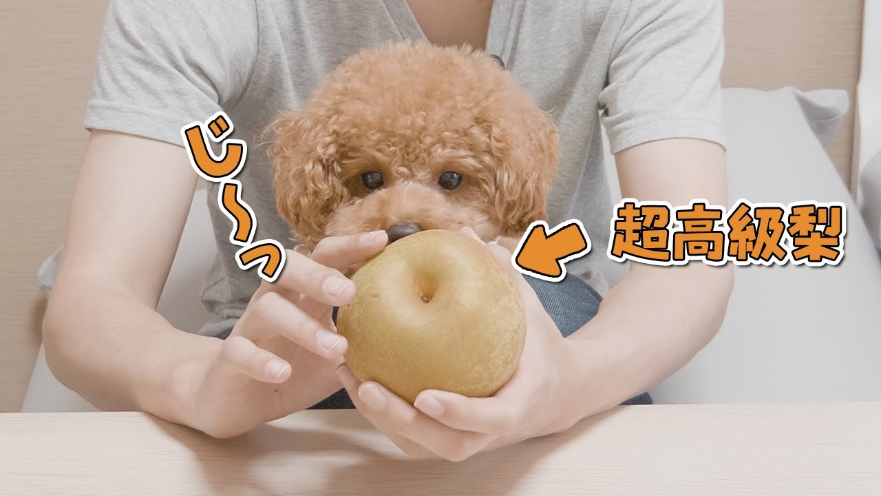 1個1000円の超高級梨をはじめて食べた犬の反応がこちら トイプードル Youtube