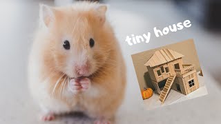 Tiny Hamster Exploring His Tiny House | Fall Theme