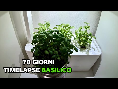 Video: Basilico In Crescita