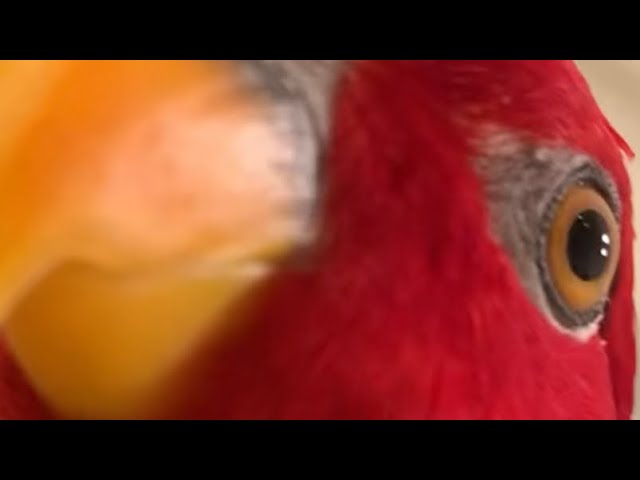 Red birb🍅RAWRx2 + wuewuewuewuex2 class=