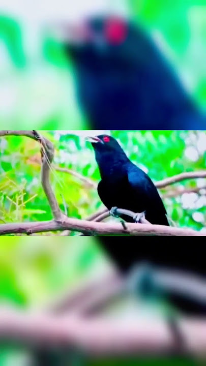 Kokila sound is very beautiful #bird #shortvideo #youtubeshorts #ytshorts