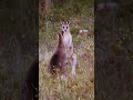 Kangaroos Fighting at Mt. Taylor॥ Canberra॥ Australia॥