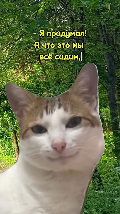 Мемные коты #юмор#приколы#мемы#рекомендации#memes - YouTube