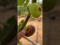 اختيار ثمرة التين الحلوة الطعمة اللذيذة