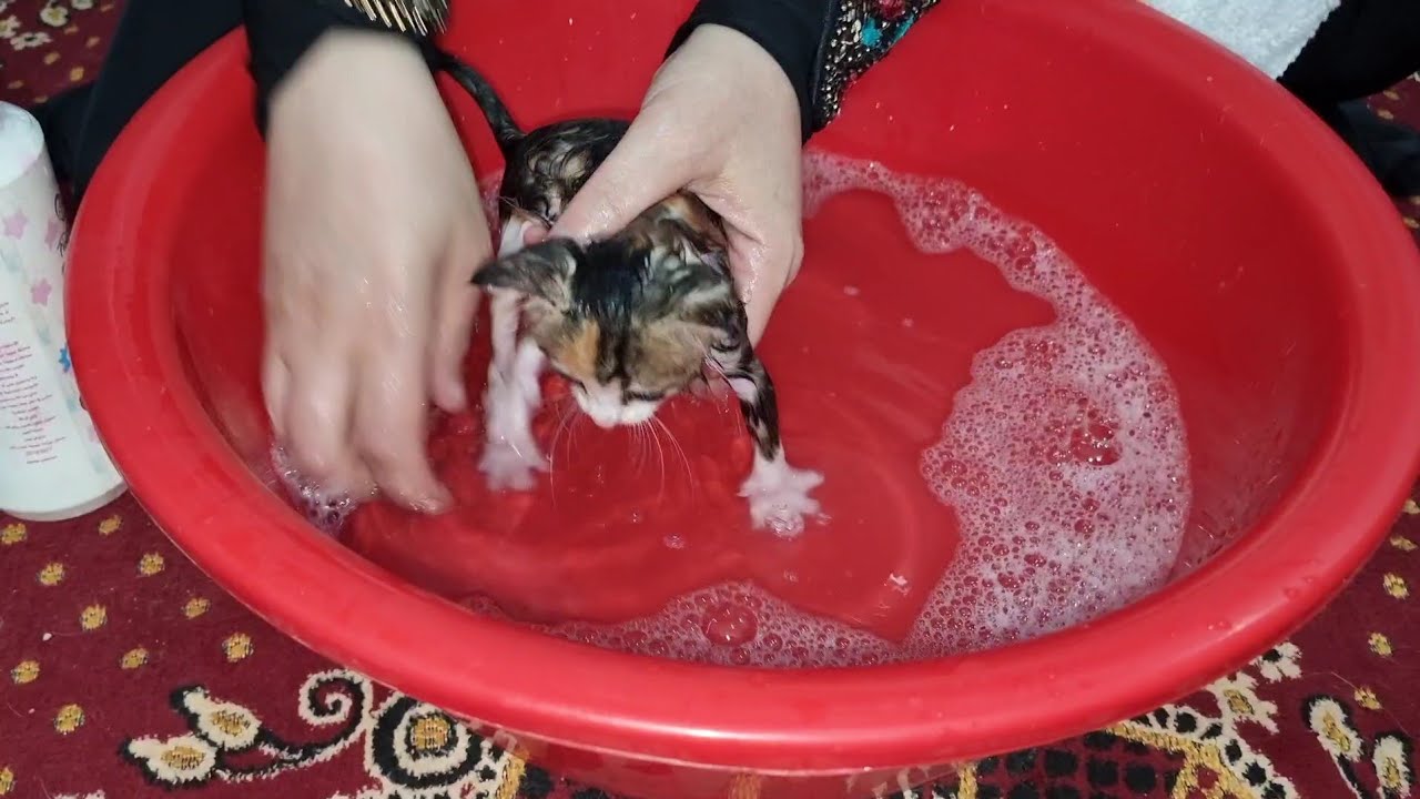 روتين تحميم وترويش القطط الصغار بلطف وازاي يعملوا حمام بدون امهم