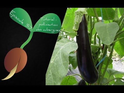 Vidéo: Problèmes de pollinisation de l'aubergine - Comment polliniser à la main les fleurs d'aubergine