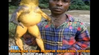 Katak Terbesar Di Dunia - Spotlite Trans 7 10092016
