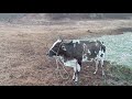 VACA INICIOU A DILATAÇÃO, EM BREVE VAMOS CONHECER O NOVO INTEGRANTE DA FAZENDA 🙏