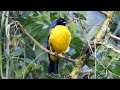 Birds of Ecuador: Tanagers