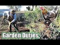 Garden Duties, Backyard Chicken Vision & Quick Tree Stump Bench Garden Duties, Backyard Chicken Vision & Quick Tree Stump Bench
