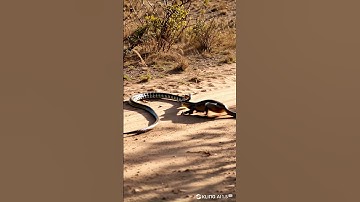 Epic Showdown: Mongoose Takes on Deadly Snake in Shocking Battle