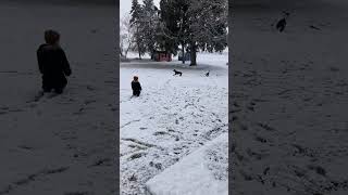 Two dogs run around in the snow then one picks up stick and runs into little boy wearing snowsuit