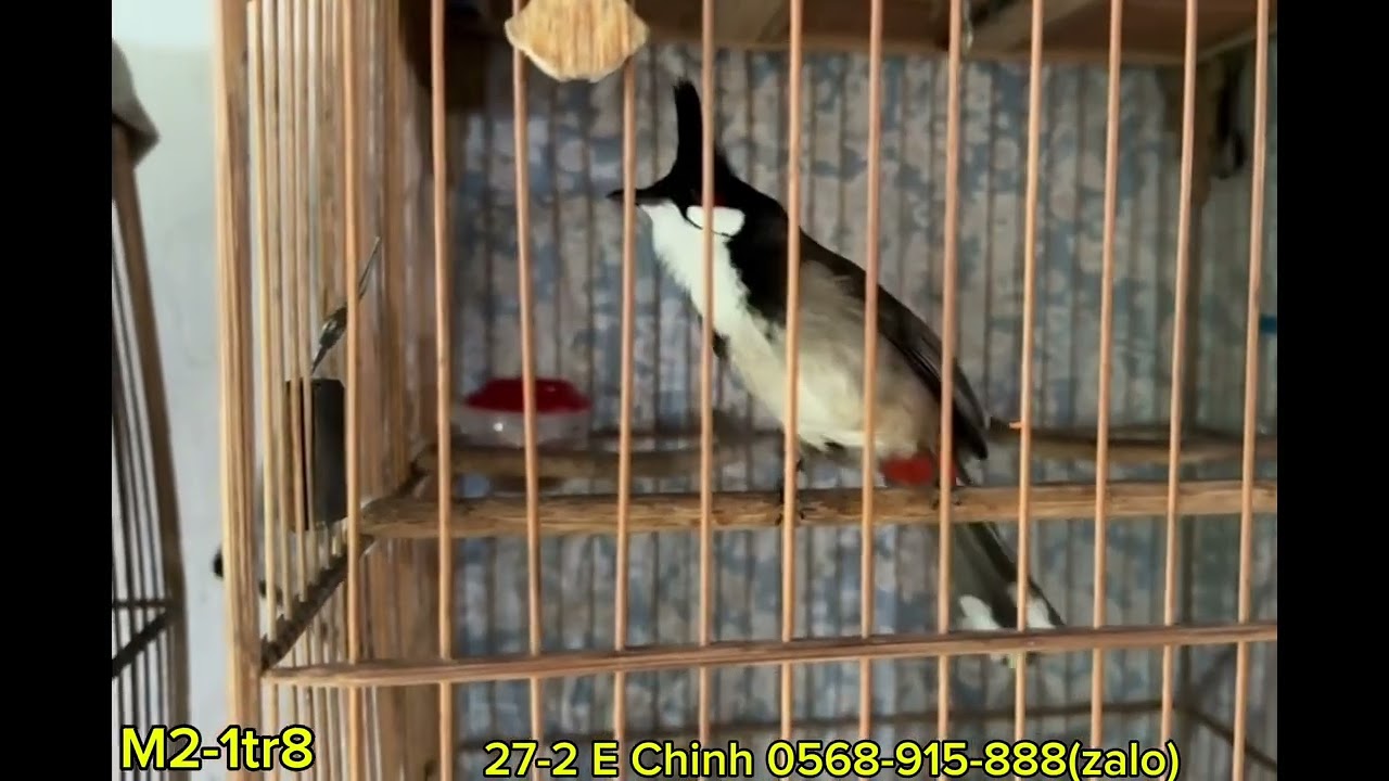 27-2 Lên Cho AE 2bé Mộc Cực Phẩm / Chơi Cánh Duồi Lắc Giật Tốc Độ / Giọng Xoắn - Phách Nhịp Mãn Nhãn