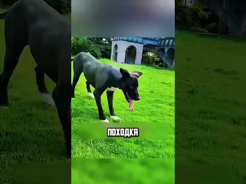 СПАСЛИ СОБАКУ КОТОРАЯ БЫЛА НЕ СПОСОБНА ХОДИТЬ🙏💖