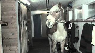 She Really Loves You Balanssi