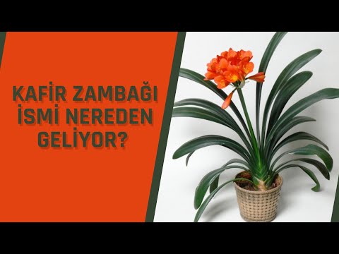 Video: Clivia: Evde Bakım