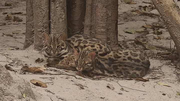 Watch the video about Asian Leopard cats at KH zoo
