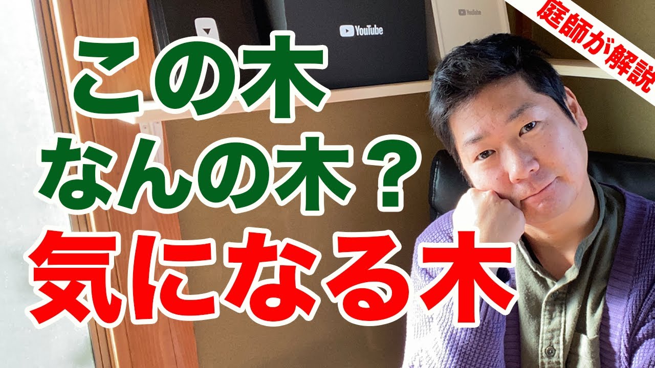 What kind of tree is this? A curious tree [Hitachi Tree] [Gardener