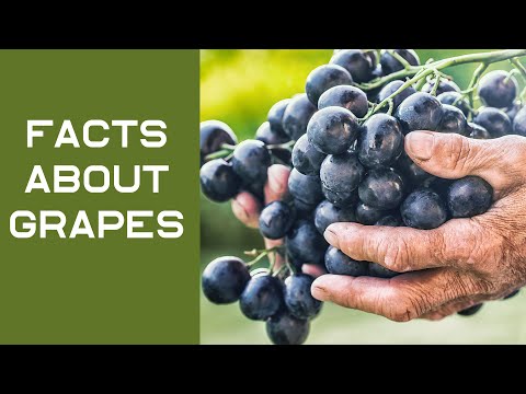 facts-about-grapes-i-play-pixzel