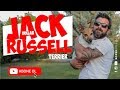 Köpek Irkları - Jack Russell Terrier