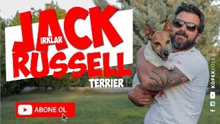 Dog Breeds - Jack Russell Terrier