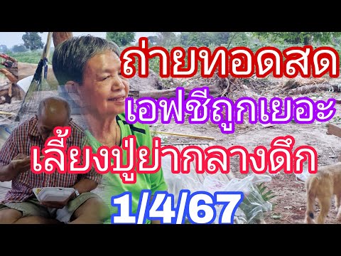 ถ่ายทอดสดเอฟชีถูกจนตามเลี้ยงปู่1/4/67