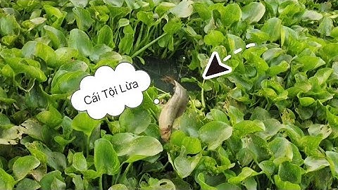 Câu Cá Rô Đồng. Vùng Biên. Ở Đây Cá Ăn Lạ Quá. @tranchungcuchi