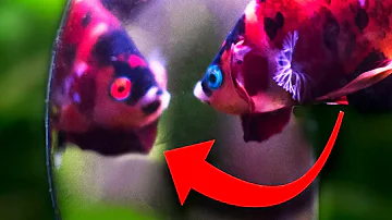 ¿Pueden los peces verse en un espejo?